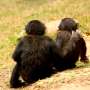 New study into humans' closest ape relatives suggests physical touch can promote social harmony