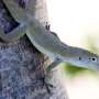 Two decades of fieldwork produce the first complete guide to the native reptiles of the Turks and Caicos Islands