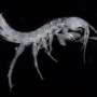 Two eyeless shrimp-like species found in Japan's groundwater are new to science