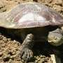 Two native turtles are vying to survive in a coastal Australian river. One doesn't belong there