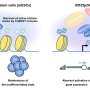 Two proteins, one goal: New findings on stem cell differentiation