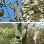Spring songbirds may help pollinate UK trees, with pollen on 89% of studied birds