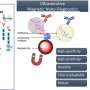 Magnetic nanoparticles detect amoxicillin allergy with 98% sensitivity in early tests