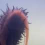 Sea cucumber breeding clues could help rebuild populations depleted by overfishing