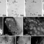 Unusual three-way bestows magnetic sense to single-celled organism