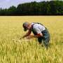 Using data to help wheat growers adapt to unpredictable weather