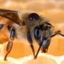 Spider venoms could stop deadly varroa mites killing honey bees