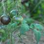 How long can plants survive on Earth? New model suggests up to 2 billion more years