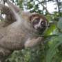Venomous primate thought lost to science for nearly a century turns up in gardens and on roads across Indonesia