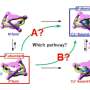 Watching how molecules change shape in slow motion could inform future molecular machines