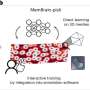 AI automates 3D membrane mapping, matching manual results in a fraction of time