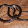 Welcome to the jungle: Newly discovered snake named after Slash from Guns N' Roses