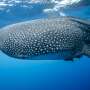Cameras attached to whale sharks capture krill chases never witnessed before