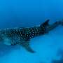 Sharks on the move expose the need for international conservation efforts