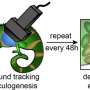 Chameleon embryos reveal early developmental feature once thought unique to mammals