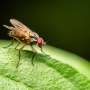 Q&A: What have decades of eradication efforts taught us about the New World screwworm?