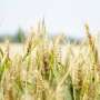 Early heat waves hit wheat yields hardest but boost resilience to subsequent heat waves
