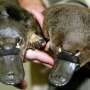 The platypus is even weirder than thought, scientists discover