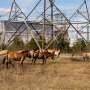 Camera traps reveal Chornobyl wildlife changed routines during Russian occupation
