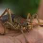 A conservation success story for New Zealand's heaviest insect