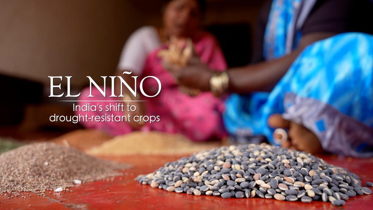 Inside El Nino – India's shift to drought-resistant crops