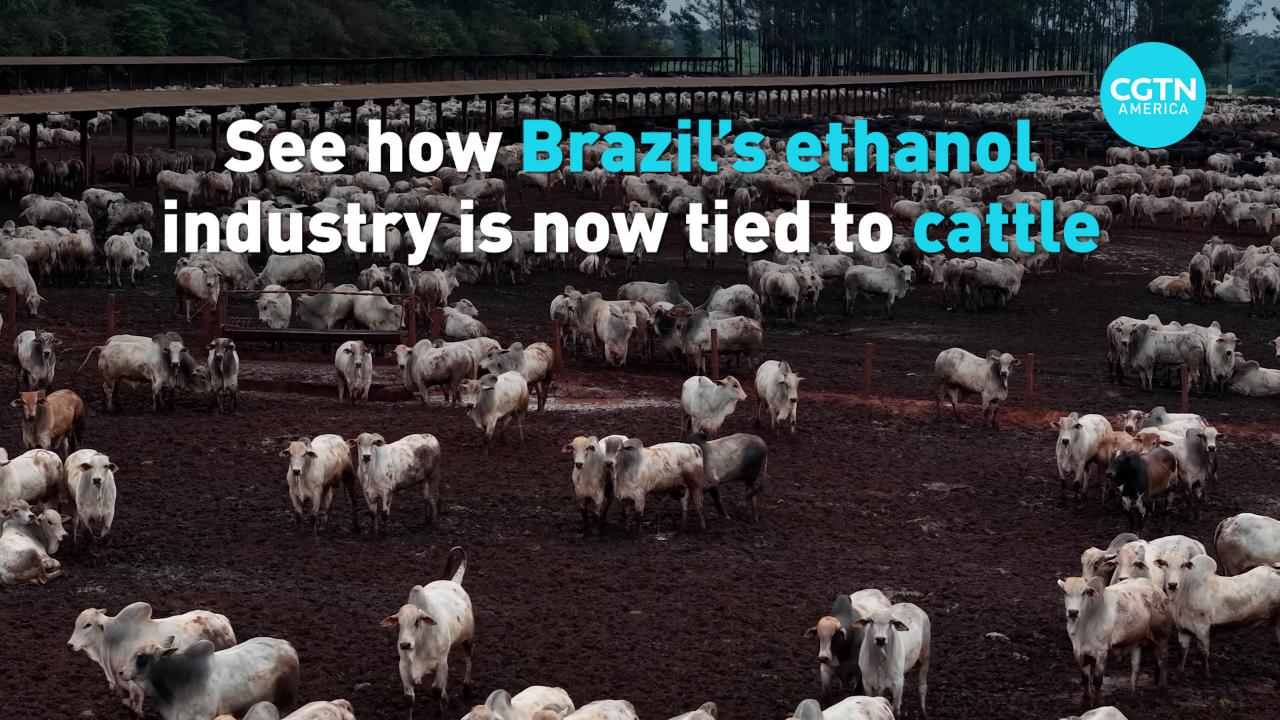 See how Brazil's ethanol industry is now tied to cattle