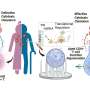 Nanowires restore key functions in aging T cells