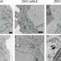 Zika virus assembles without protein segment long deemed essential